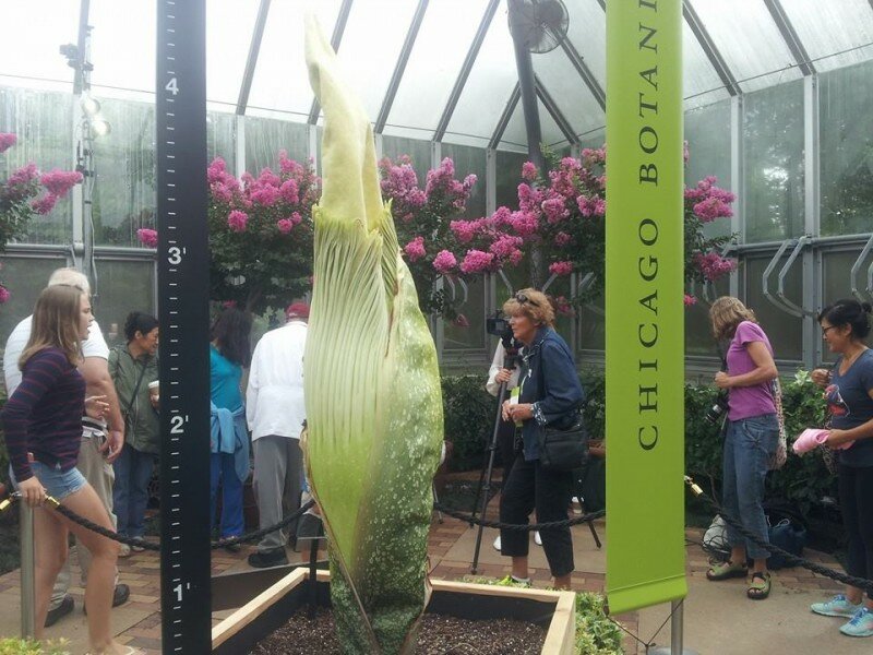 Corpse Flower Named Spike Needs Help to Open photo