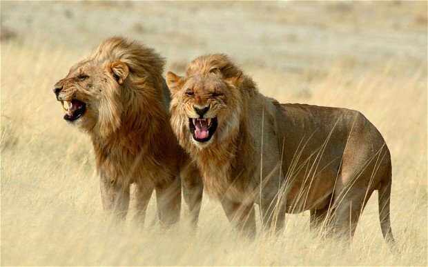 Latest study has new theory on why there aren’t more lions photo